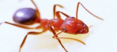 Ant bed control