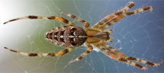 Spider food source control