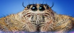 Spiders