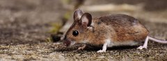 rodent control
